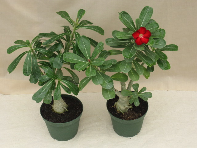 Desert Rose